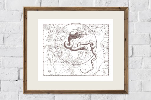 ZIMORODEK ptaki Polski grafika ze starego atlasu ptaków 21x30 (A4)