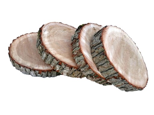 Plaster DĘBOWY dąb średnica 45 cm