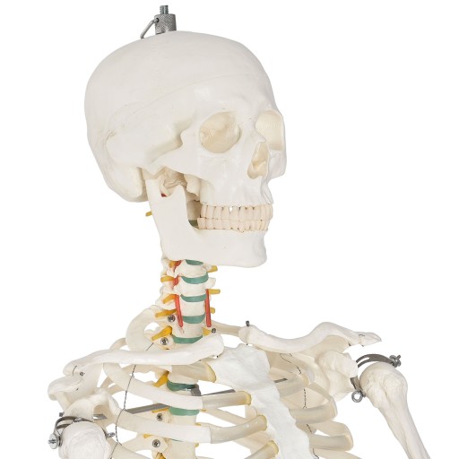 МОДЕЛЬ 501 SKELETON SKELETON 181,5 см FV В РАССРОЧКУ