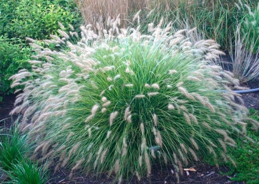 «pennisetum alopecuroides» КАССИАН