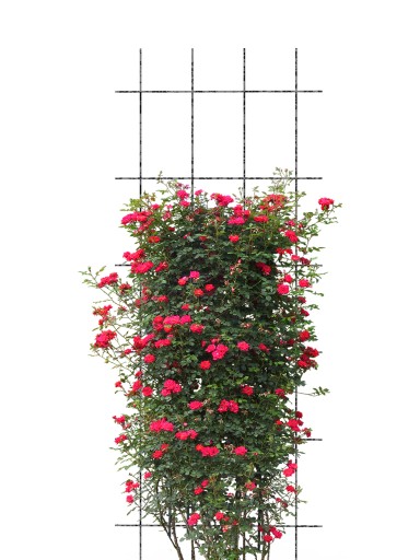 Металлическая опора-решетка для винограда 60x150 см Пергола