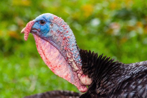 КОРМ NATURKA TURKEY TURKEY 2 25 кг КРОШКА