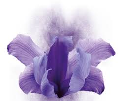 The Body Shop White Musk Mist Спрей для тела 100 мл Мускус