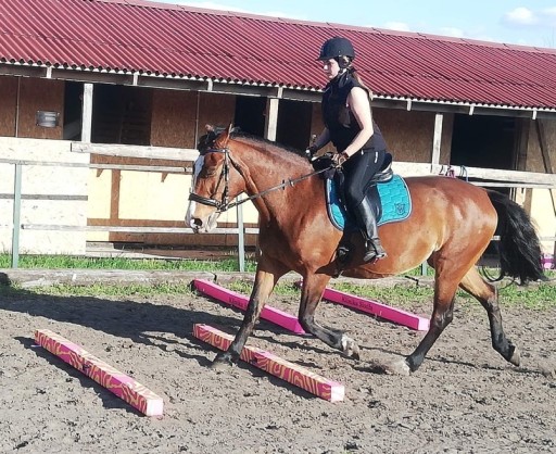 HorseMania - легкие столбы для препятствий 2,2мх5 ПЕРСОНАЛИЗАЦИЯ
