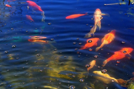 10 КГ МЕЛ ДЛЯ ПРУДА И ВОДЫ Прудовая рыба, карбонат извести