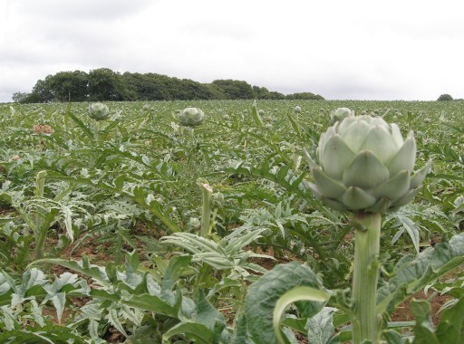 Karczoch suszony Cynara scolymus 1000 g certyfikat