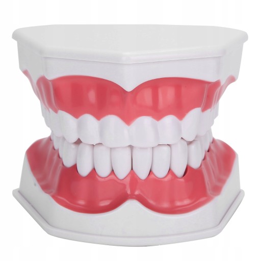 ДЕНТАЛЬНАЯ МОДЕЛЬ MAXILLA DENTAL