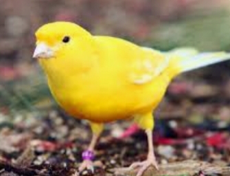 KARMA DLA KANARKÓW K 10KG SUPER GOLD WINGS