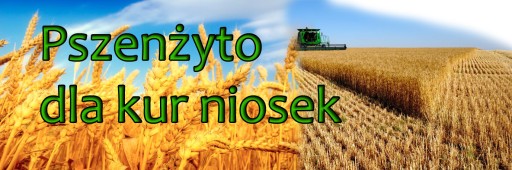 Зерновой комбикорм Тритикале для кур-голубей 25 кг