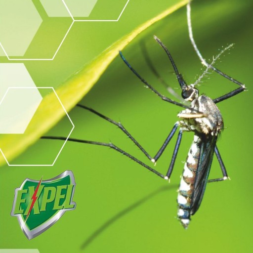 EXPEL Elektrofumigator + wkłady na KOMARY 1+10 szt