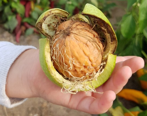 Микориза WALNUTS крупные плоды 1,5л