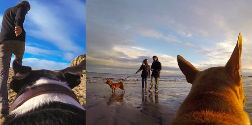 Держатель шлейки SHOOT FETCH DOG HARNESS для камеры GOPRO для собак (GP.18)
