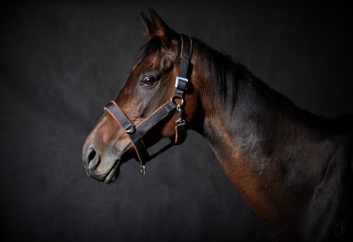 KANTAR MANMAT STABLE HALTER BRĄZOWY L