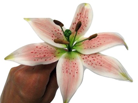 СИЛИКОНОВАЯ ФОРМА IMPRESSION LINE LILY VENERATIONS ДЛЯ ЦВЕТОЧНЫХ ЛЕПЕСТКОВ МАССА