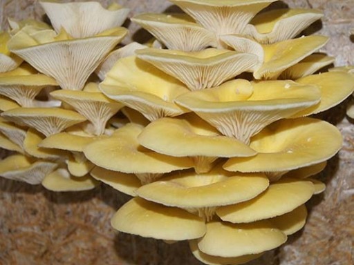 Exotic Grow GRZYBNIA Boczniak Cytrynowy Zestaw do DOMOWEJ UPRAWY Grzybów 6L