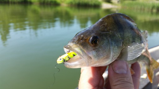 ŁOWNA CYKADA SPINMAD UKLEJKA 2,5g - 0314