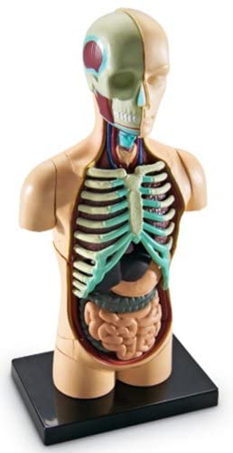 Tułów człowieka model anatomiczny ludzkie ciało Learning Resources