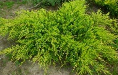 МОЖЖЕВЕЛЬНИК МОРДИГАН ГОЛД РЕКОМЕНДУЕТСЯ ДЛЯ ОТКОСОВ И НАСЫПЕЙ