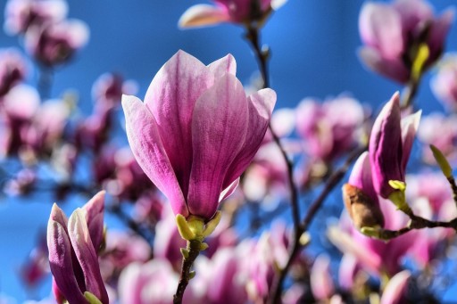 BIOPON NUTRIENT, КОМПАКТНОЕ УДОБРЕНИЕ ДЛЯ МАГНОЛИИ МАГНОЛИЯ