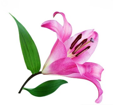 СИЛИКОНОВАЯ ФОРМА IMPRESSION LINE LILY VENERATIONS ДЛЯ ЦВЕТОЧНЫХ ЛЕПЕСТКОВ МАССА