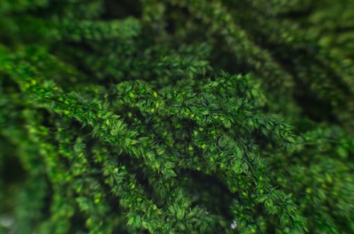 Szarłat ROŚLINY STABILIZOWANE do obrazu amaranthus