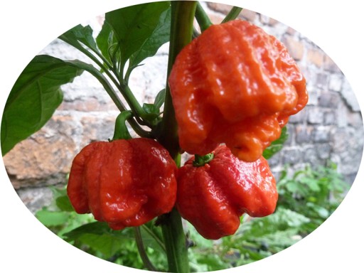 Carolina Reaper HP22B Красный — НАБОР ДЛЯ ВЫРАЩИВАНИЯ XXL