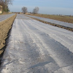 FOLIA OGRODNICZA PERFOROWANA |truskawki|dla roślin okrycie|UV| 5,4x145m
