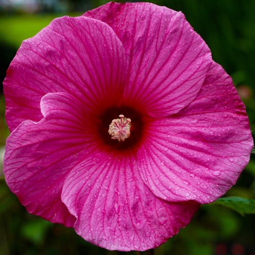 Hibiskus bagienny, bylinowy, błotny, fioletowy, duże kwiaty - LITTLE PRINCE