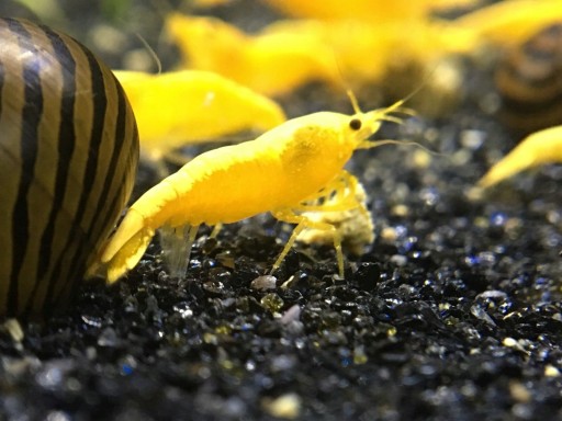 Желтая креветка - Neocaridina - Caridina