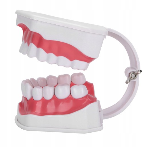 ДЕНТАЛЬНАЯ МОДЕЛЬ MAXILLA DENTAL