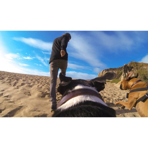 Держатель шлейки SHOOT FETCH DOG HARNESS для камеры GOPRO для собак (GP.18)