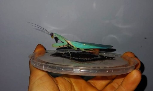 Hierodula Kalimantan ГОЛУБАЯ МОЛЕЛЬНИЦА