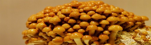 Набор для выращивания грибов Намеко