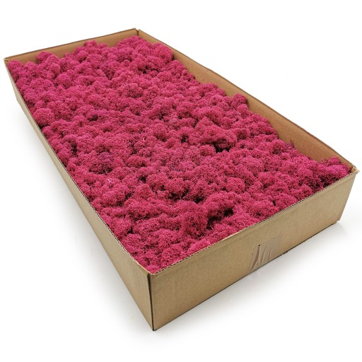 Mech chrobotek fiński 500g