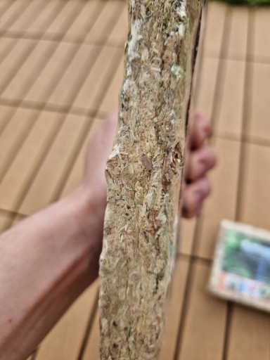 Sphagnum moss Mech Torfowiec ukorzeniacz 150 gram /12litrów do terrarium