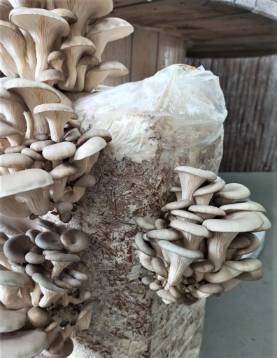 GRZYBNIA BOCZNIAKA DUŻY BALOT kostka około 15kg
