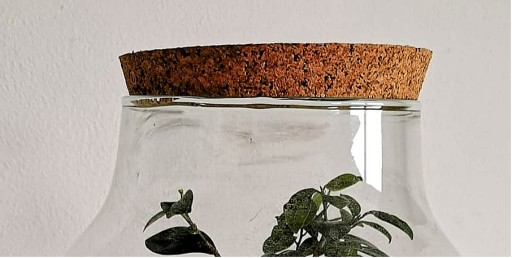 POKRYWKA KORKOWA LAS W SŁOIKU SZKLE 14/1cm