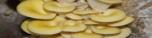 Exotic Grow GRZYBNIA Boczniak Cytrynowy Zestaw do DOMOWEJ UPRAWY Grzybów 6L