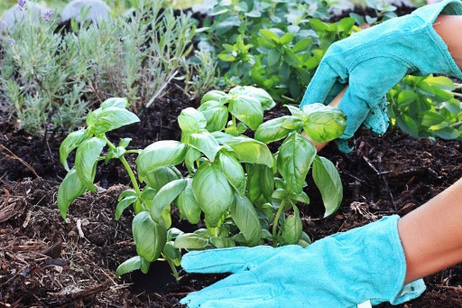 KOZŁEK KROPLE WALERIANOWE NASIONA ZIÓŁ BEZ GMO