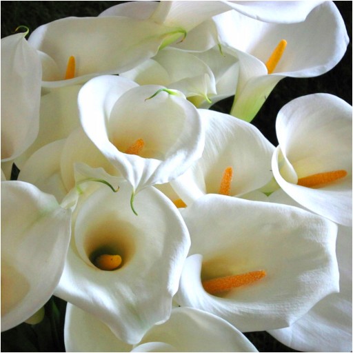 CALLA KALLA CALLA ZANTEDESCHIA WHITE CRYSTAL BLUSH лампочки 1 шт + БЕСПЛАТНО.