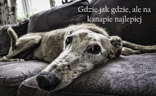 Nerdytec — Couchmaster Cycon3 — подставка с подушками | светодиодная подсветка