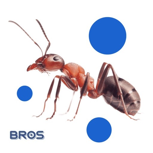 PROSZEK na MRÓWKI MAX Bros MOCNIEJSZY SKŁAD skutecznie zwalcza gniazda 1kg