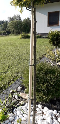 Podpórka podpora warzyw papryki 80 cm 22 mm opaski