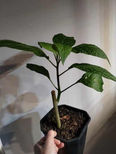 Bieluń Datura, Brugmansia, trąby około 30 cm