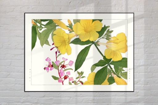 KLARKIA DZIEROTKA ALLAMANDA sztuka japońska dekoracja vintage 21x30 (A4)