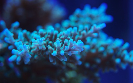 Морская соль АКВАФОРЕСТ 7,5 кг морская соль для аквариума