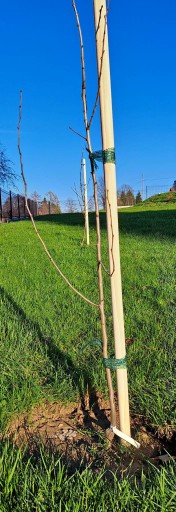Podpora do drzewek owocowych i krzewów 32mm 70 cm