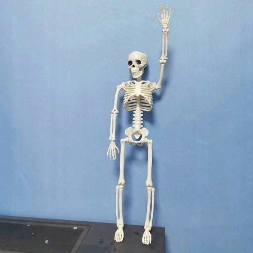 MODEL ANATOMICZNY SZKIELETU CZŁOWIEKA