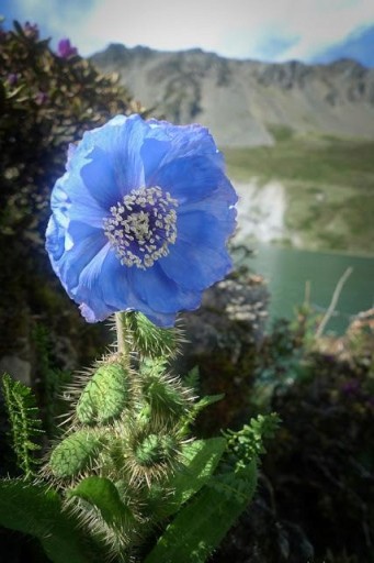 МАК ГИМАЛАЙСКИЙ СМЕСЬ ВИДОВ Набор №1 а
