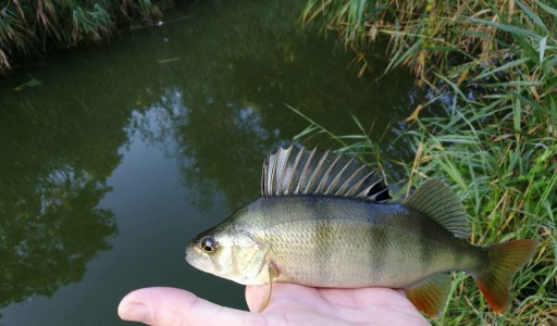 CICADA FOR BASS JAXON HR SWITCH BLADE 8g 4,3см C